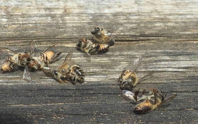 蜜蜂中毒了有哪些症状