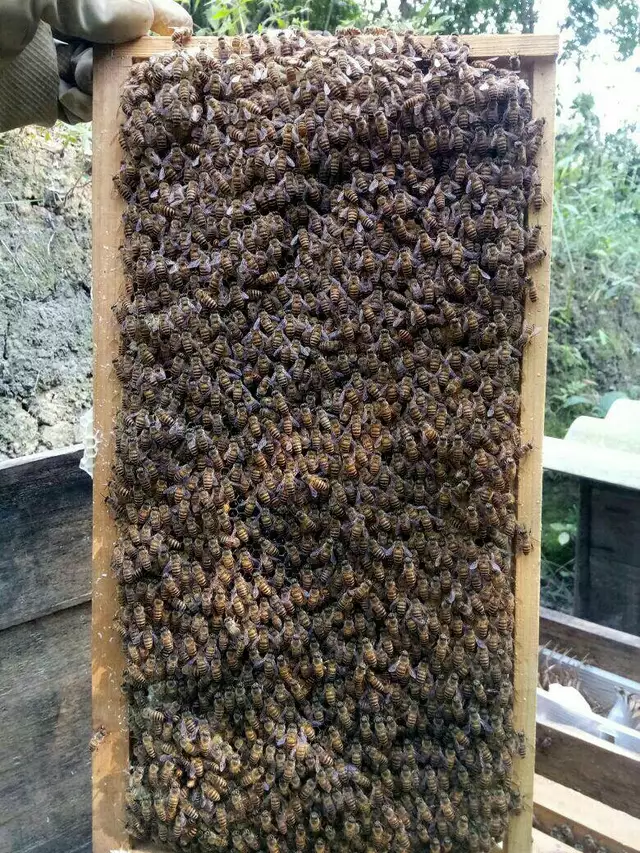 一张脾可放多少蜜蜂（蜜蜂要多少天造一张脾）