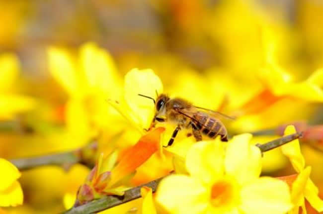 养20箱蜜蜂能挣多少钱？