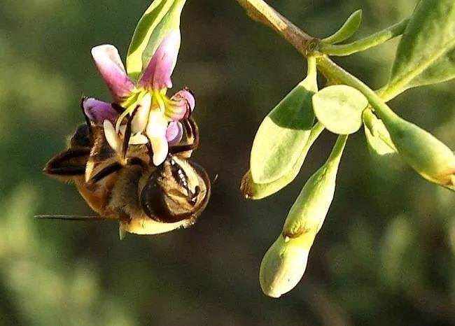 蜜蜂养殖的基础知识