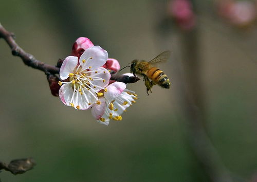 用什么诱蜂最快（怎么诱蜂）