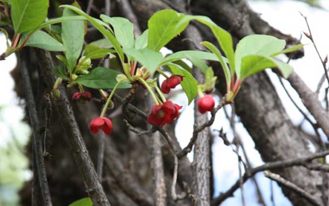 五味子什么时候开花有蜜吗（五味子什么时候开花）