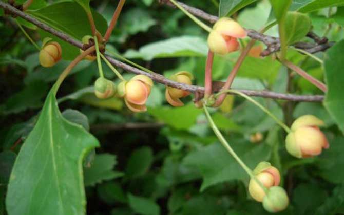 五味子什么时候开花有蜜吗（五味子什么时候开花）