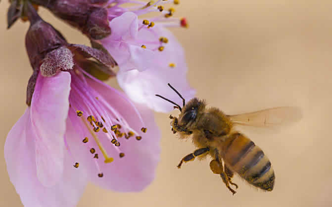 蜜蜂养殖