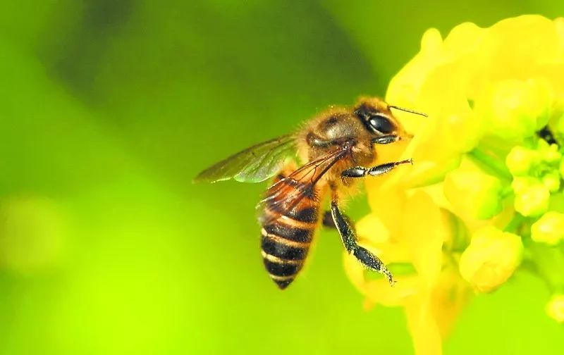 蜂王死了蜜蜂会报仇吗（打死蜂王后蜜蜂会报仇吗）