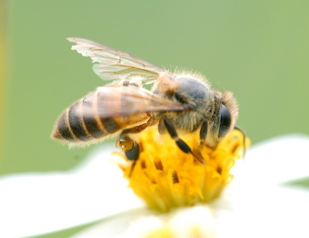 蜂王死了蜜蜂会报仇吗（打死蜂王后蜜蜂会报仇吗）