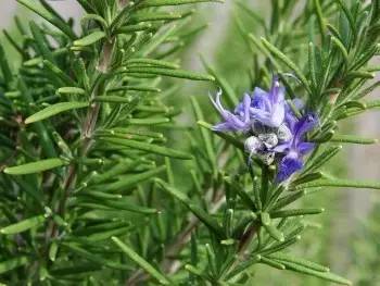 蜜蜂喜欢采什么花的蜜（蜜蜂吃什么花）