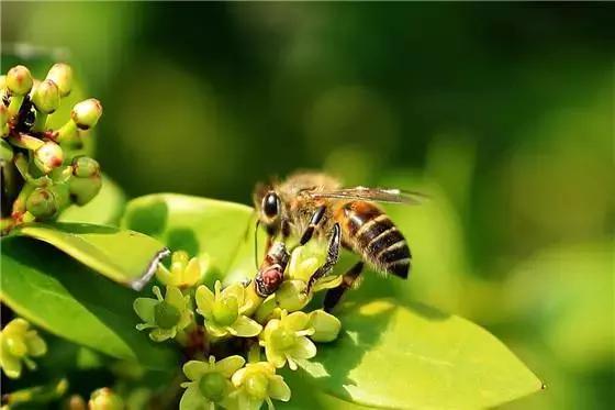 工蜂咬黑蜂是什么情况（为什么工蜂全部咬死黑蜂）