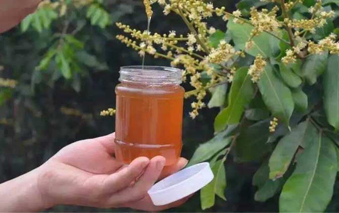 鸭脚木蜜和荔枝蜜哪个好（鸭脚木蜜和荔枝蜜的对比）