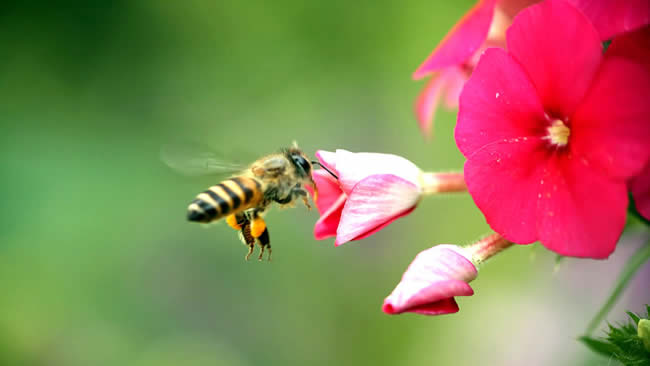 蜜蜂科