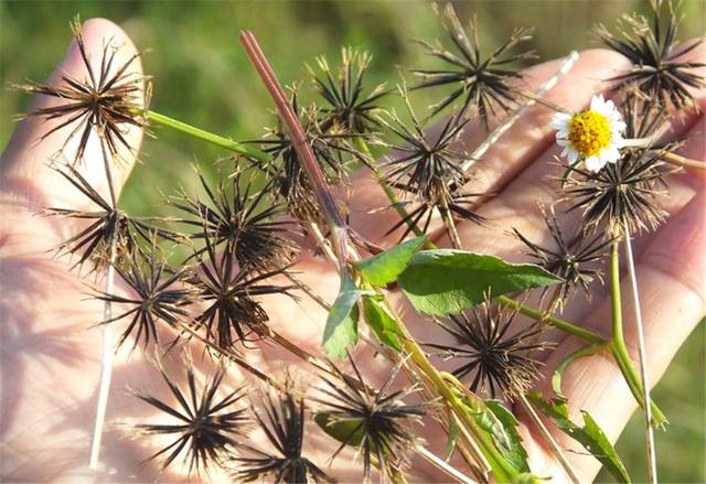 鬼针草是蜜源植物吗？(鬼针草有果实吗)