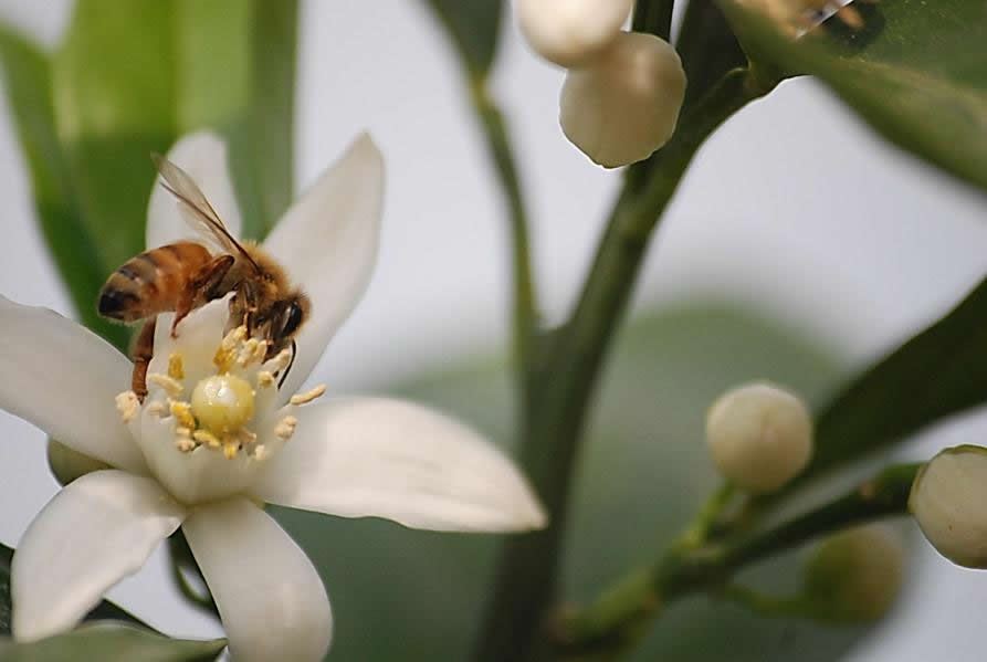 【蜜蜂知识】雄蜂试飞后多久分蜂？