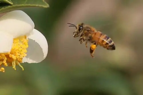 蜜蜂晚上要关着吗（蜜蜂关一天可以吗）