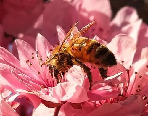 蜜蜂为什么不采茶花蜜