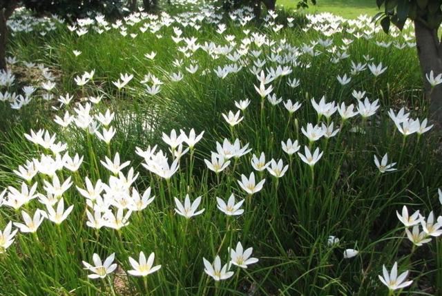 白花葱兰是什么品种（白花葱兰的生长特性）