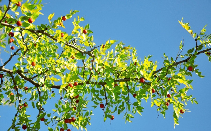 中国四大蜜源植物指的是哪四种？(附带四种蜜源植物介绍)