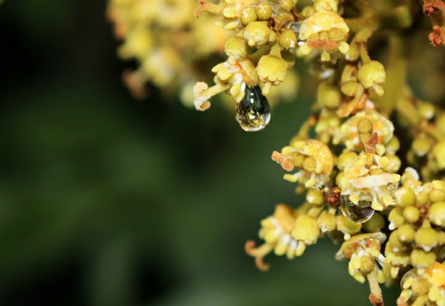 中国四大蜜源植物指的是哪四种？(附带四种蜜源植物介绍)