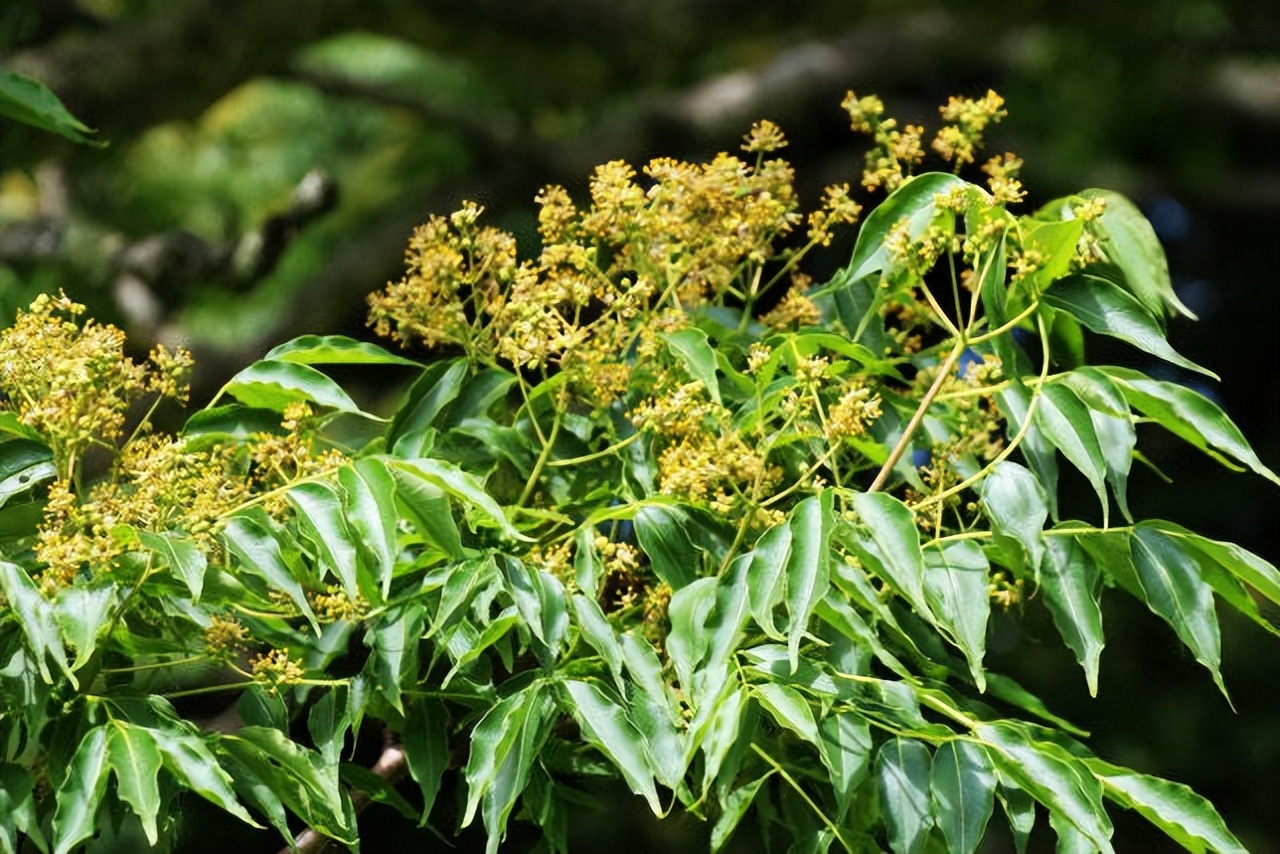 蜜源植物黄柏树简介（黄柏树的流蜜情况）