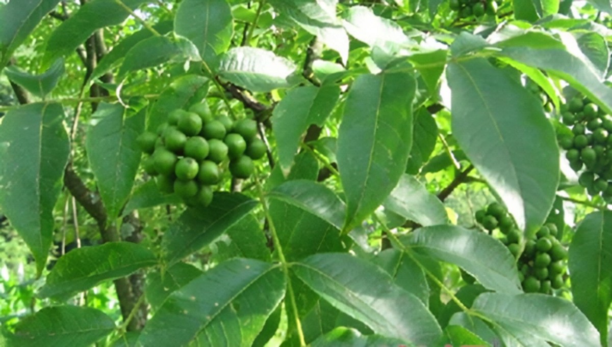 蜜源植物黄柏树简介（黄柏树的流蜜情况）