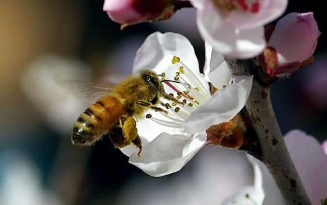 100亩花需要多少箱蜜蜂