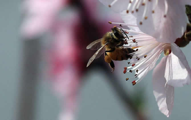 100亩花需要多少箱蜜蜂