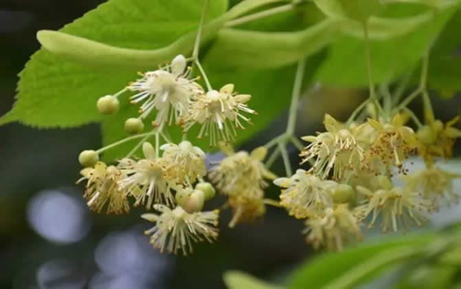 常见开花的蜜源植物有哪些？(花期、蜜粉量、流蜜规律)