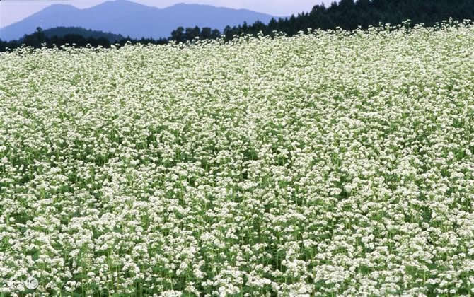 常见开花的蜜源植物有哪些？(花期、蜜粉量、流蜜规律)