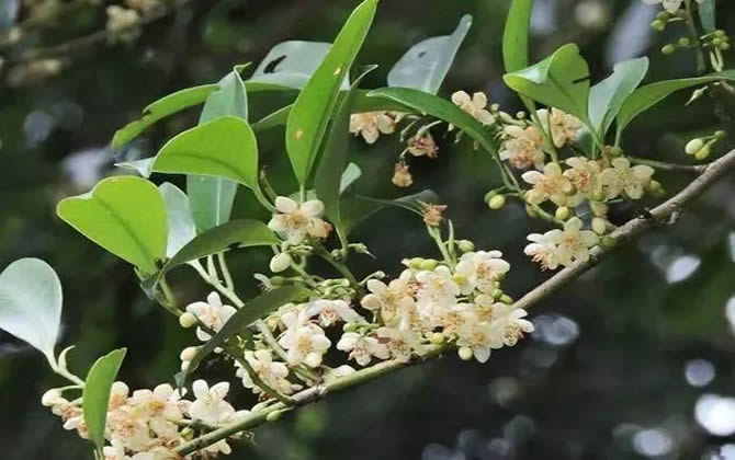 常见开花的蜜源植物有哪些？(花期、蜜粉量、流蜜规律)