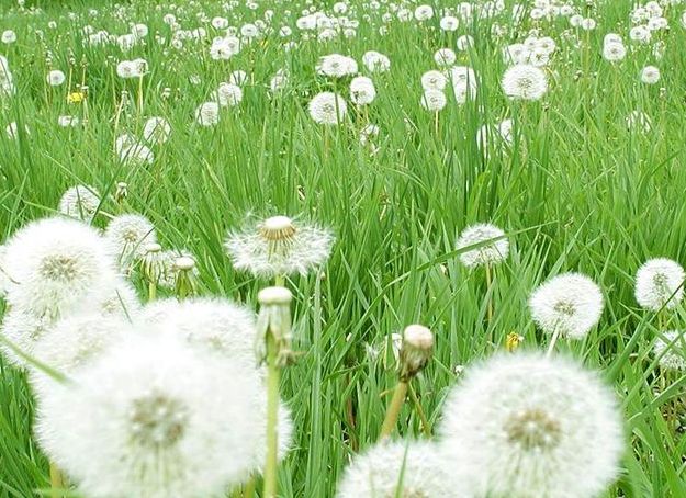 黑龙江蜜源植物介绍（黑龙江省有哪些蜜源植物）