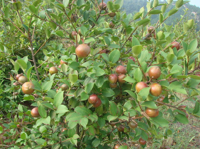 中华蜜蜂能采茶叶花的蜜吗（中蜂采茶叶花的蜜会中毒么）