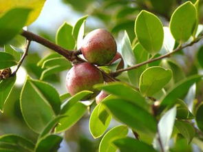 中华蜜蜂能采茶叶花的蜜吗（中蜂采茶叶花的蜜会中毒么）