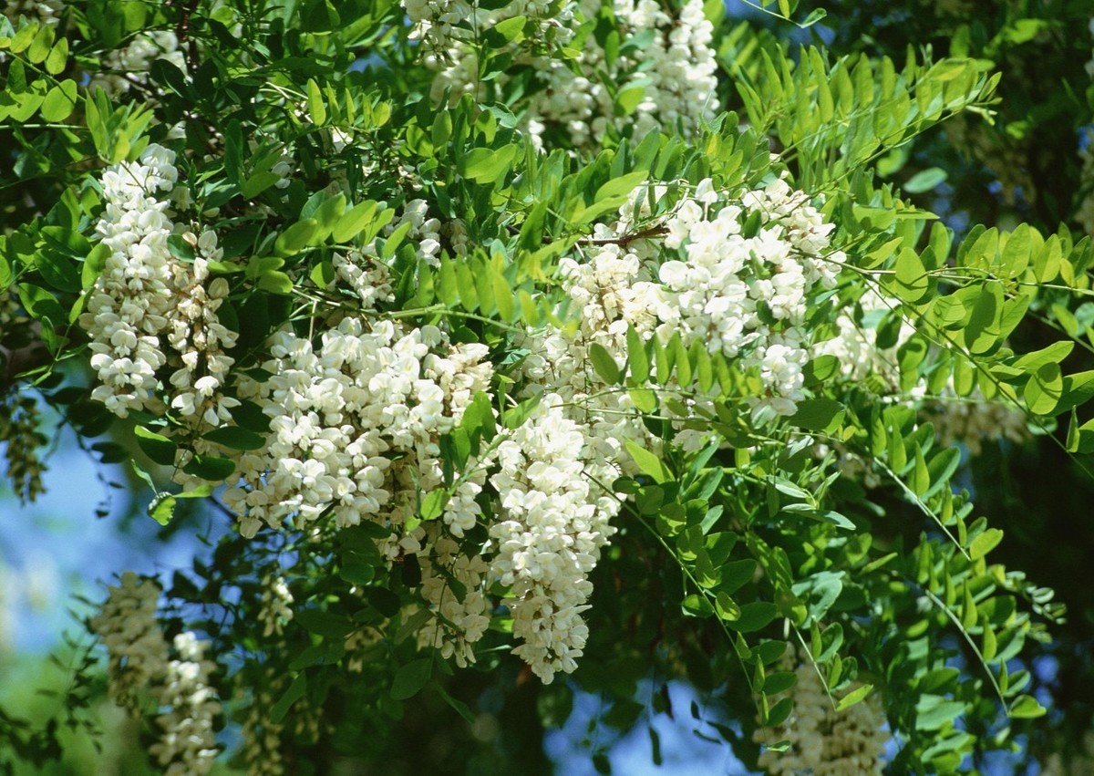 蜂蜜排行榜前十名（正宗蜂蜜是什么样的）