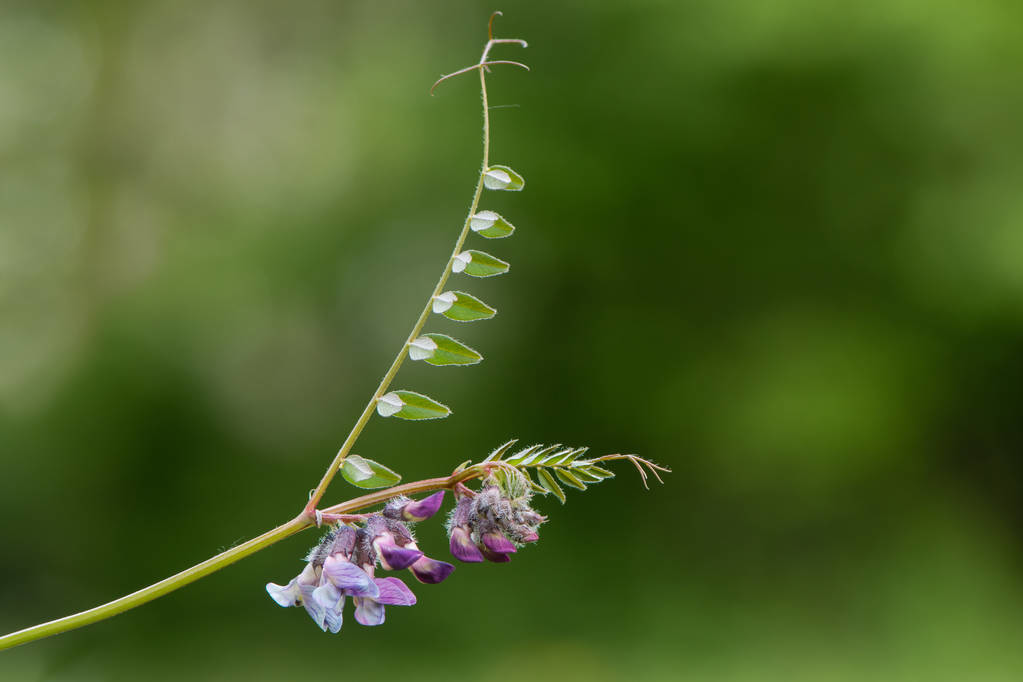 蜂蜜排行榜前十名（正宗蜂蜜是什么样的）