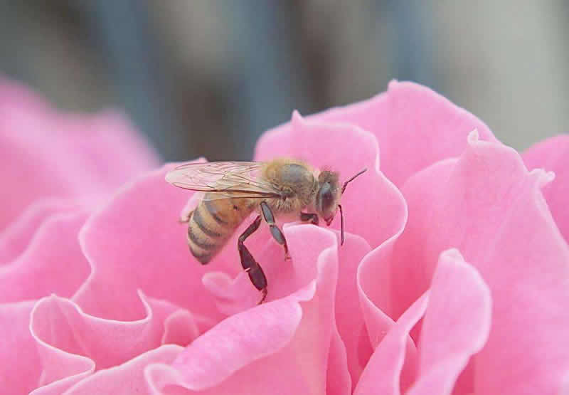 养50箱蜜蜂能挣多少钱?