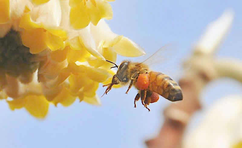 养50箱蜜蜂能挣多少钱?