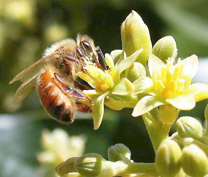 养50箱蜜蜂能挣多少钱?