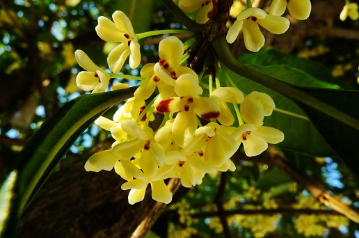 野桂花什么时候开花（桂花每年什么时候开花）