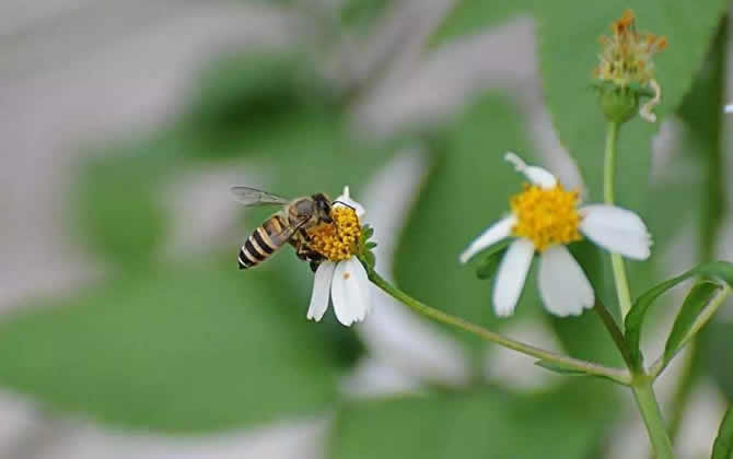 蜜蜂种类