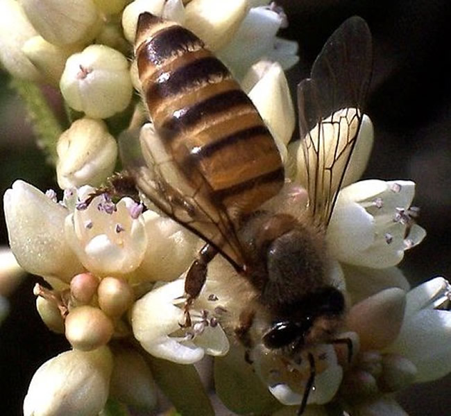 西方蜜蜂