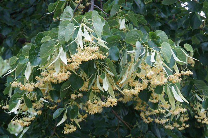 冬季蜜源植物有哪些？(盘点主要的蜜源植物)