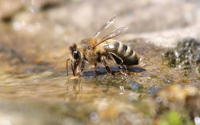 蜂王死了怎么办