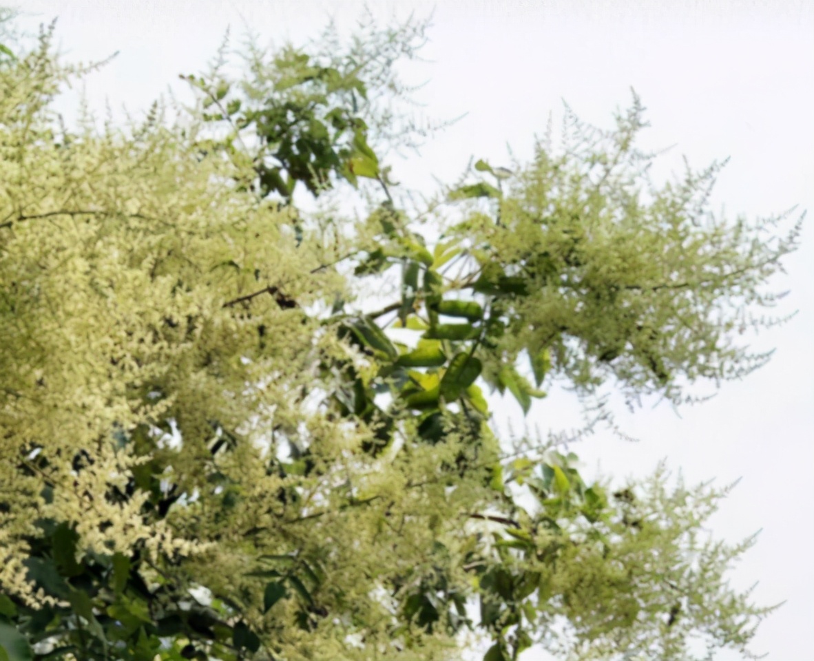 五倍子花期蜂群管理（五倍子花期有多长）