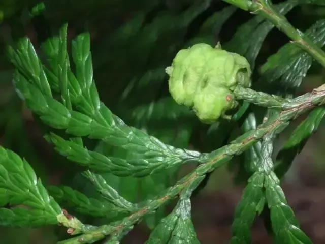 柏树的种类有哪些（柏树种类分辨方法）