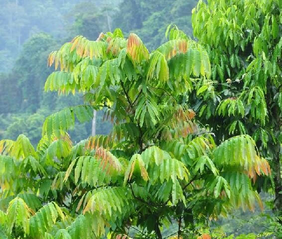 带有番字水果有哪些（12种番字植物介绍）