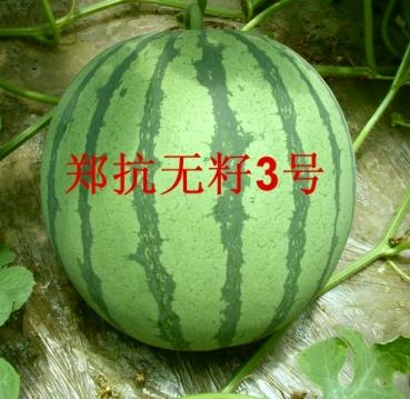 无籽西瓜有哪些品种（15种无籽西瓜品种介绍）