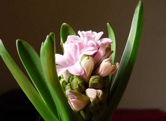 风信子的花语是什么（风信子的花语和传说）