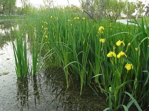 菖蒲拼音怎么读（菖蒲的发音和使用方法）