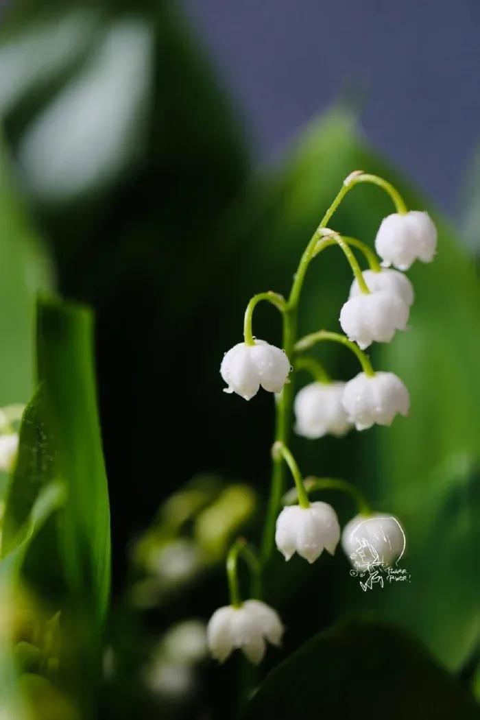 铃兰花的花语和象征意义（铃兰花的寓意）