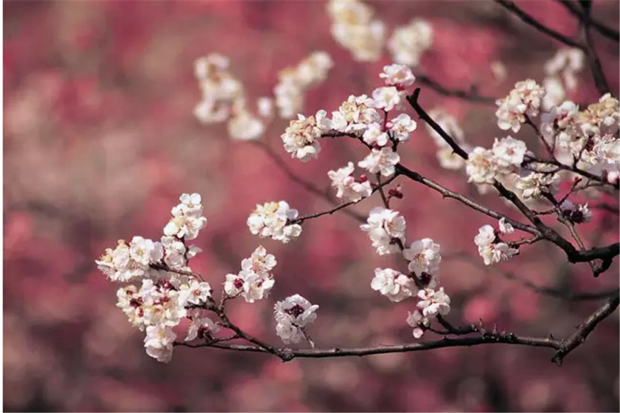 梅花的品质和精神象征什么（梅花代表的精神品质和寓意）