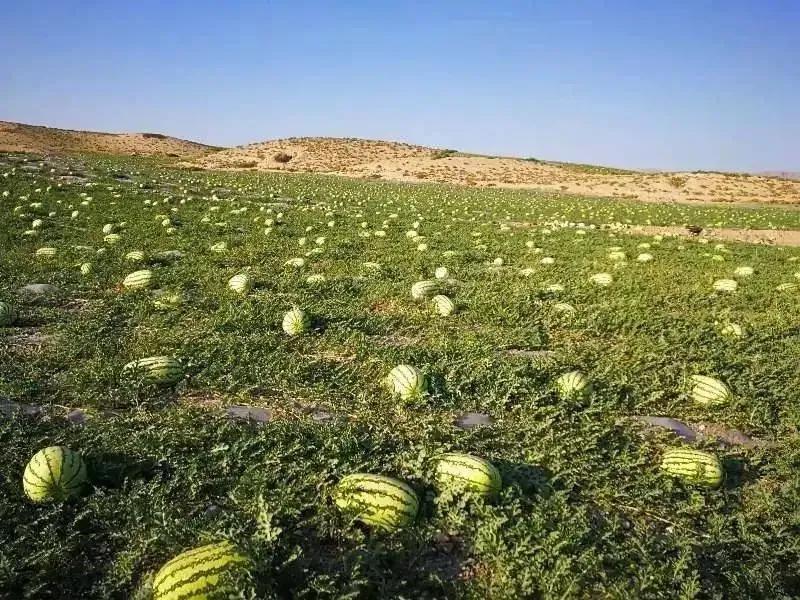 西瓜产地哪里最好（中国10大优质西瓜产地）